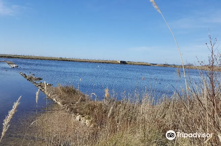 Saline di Tarquinia