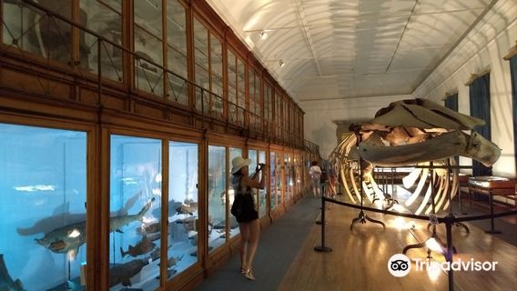 Museu de Zoologia