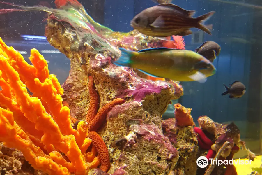 ACQUARIO LE CASTELLA