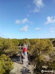 Mangrove Boardwalk Mida Creek