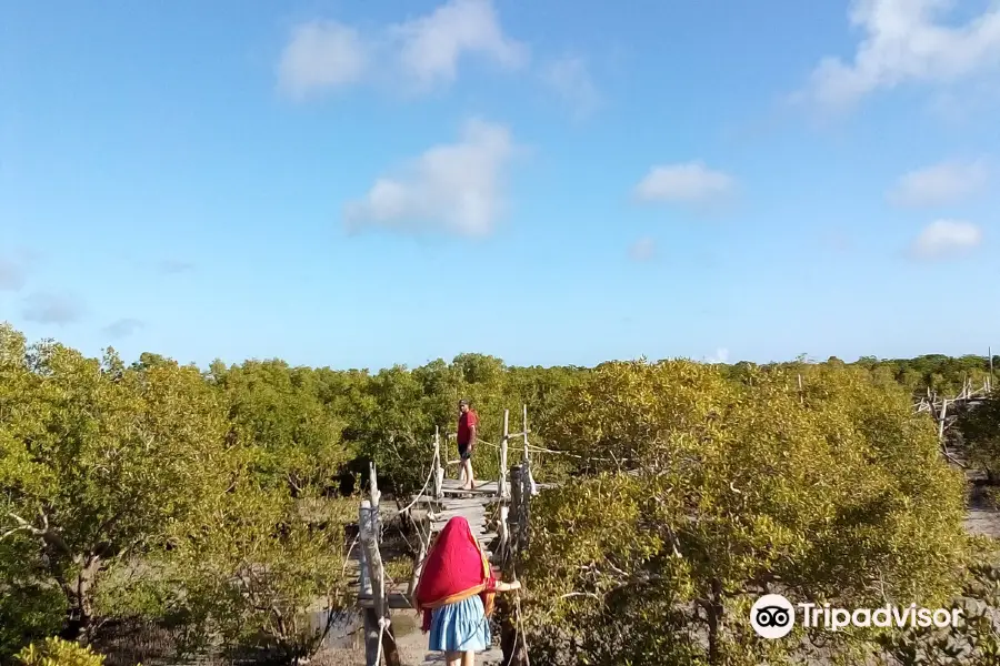 Mangrove Boardwalk Mida Creek