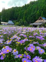 北山友禪菊