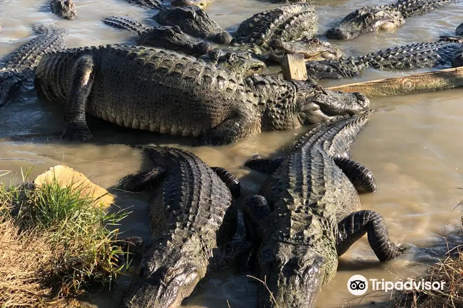 Greenwood Gator Farm & Tours