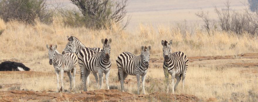 Willem Pretorius Game Reserve
