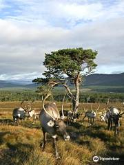 Cairngorm Reindeer Herd