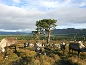 Cairngorm Reindeer Herd