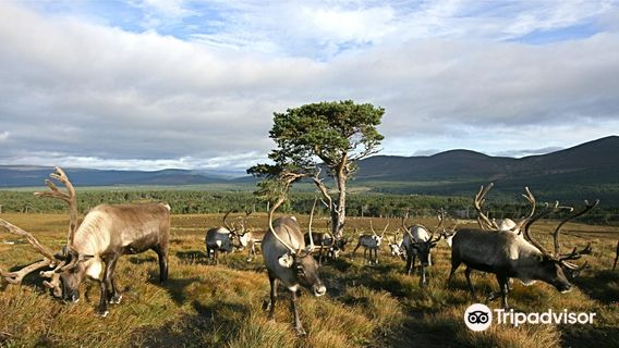 Cairngorm Herd