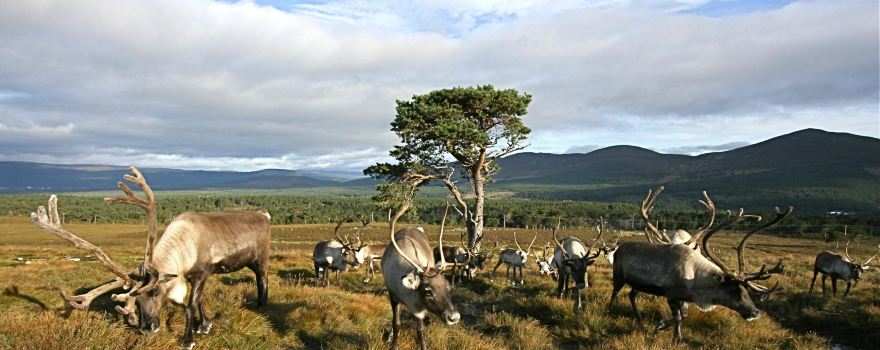 Cairngorm Herd