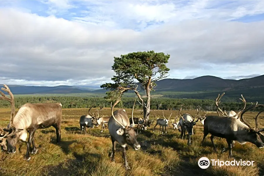 Cairngorm Reindeer Herd