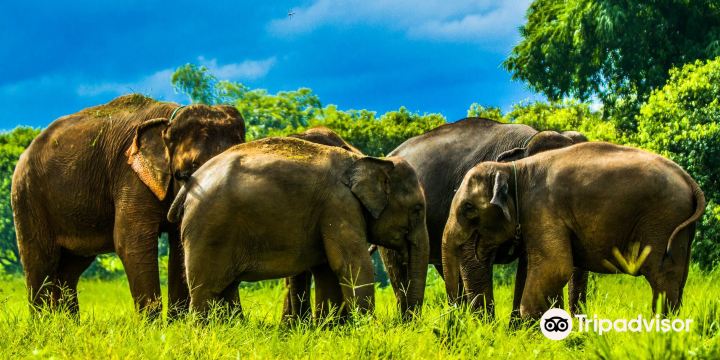 Kanta Elephant Sanctuary