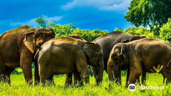 Kanta Elephant Sanctuary
