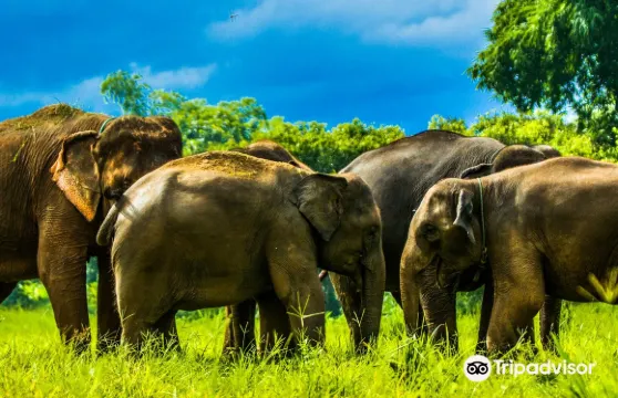 康達大象保護區門票+ 全日遊 + 往返交通成人