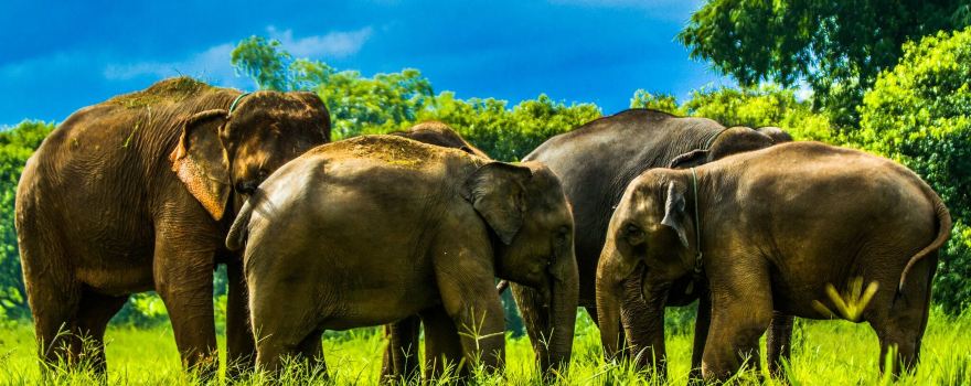 Kanta Elephant Sanctuary