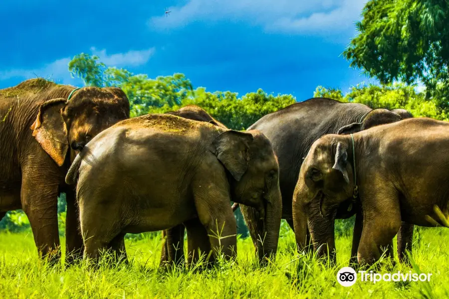 Kanta Elephant Sanctuary