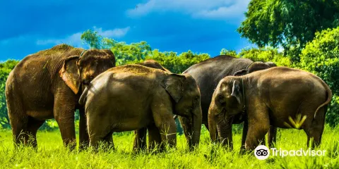 康達大象保護區