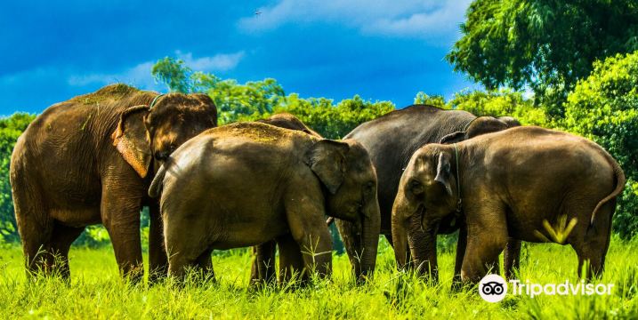Kanta Elephant Sanctuary