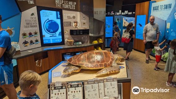 Mon Repos Turtle Centre