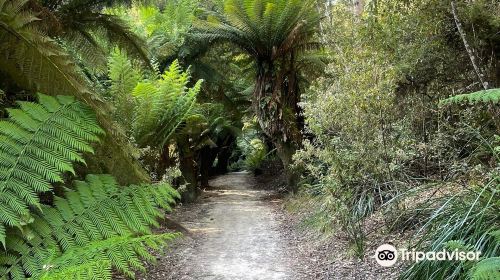 Fern Glade Reserve