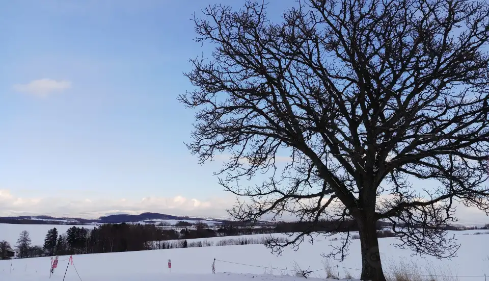 2_Seven Stars Tree