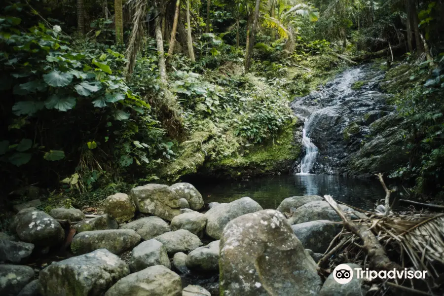 Toro Negro State Forest