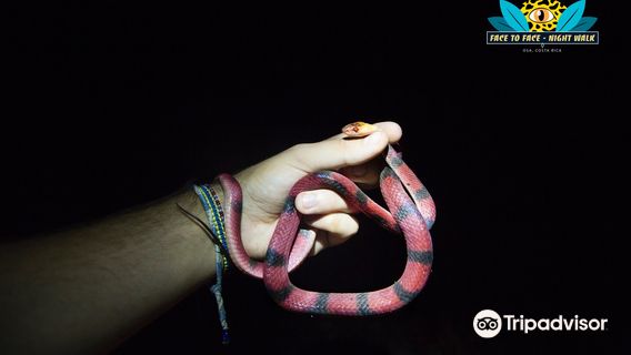 Face to Face - Night Walk