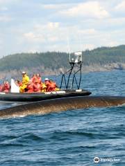 Fundy Tide Runners Whale Watching