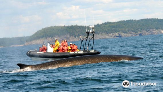 Fundy Tide Runners Whale Watch