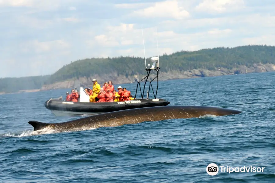 Fundy Tide Runners Whale Watch