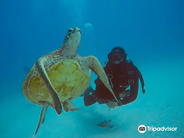 Scuba Diving in Gold Coast