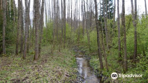 Knyszyn Forest Landscape Park