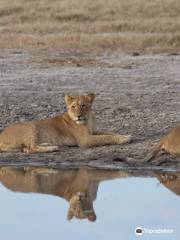 Wild Ridge Bush Trails Safaris