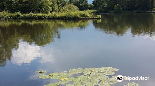 Longton Brickcroft Nature Reserve