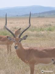 Intare Safaris Rwanda