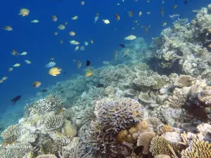 Fulidhoo Dive & Water Sports