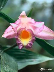 El Pahuma Orchid Reserve