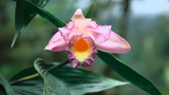 El Pahuma Orchid Reserve