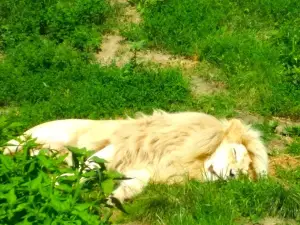 ホドニーン動物園