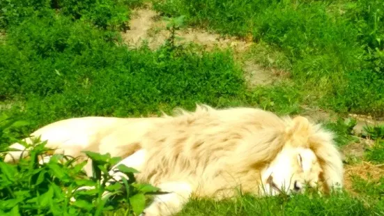 ホドニーン動物園