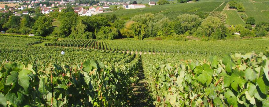 Champagne Pierre Laurent