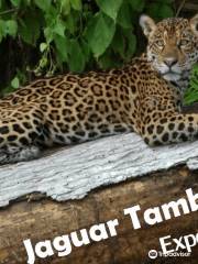 Tambopata Jaguar Expeditions