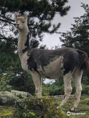 Serendipity Farm and Sanctuary - Alpacas & Llamas