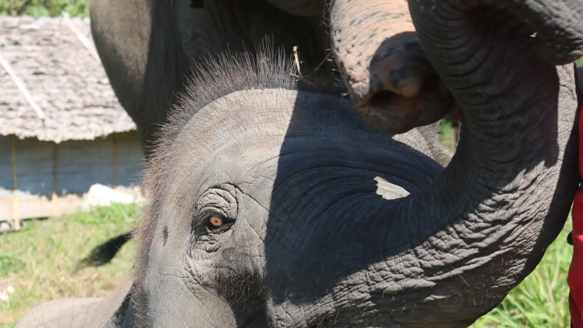 โรงแรมใกล้Doiinthanon Elephant sanctuary office