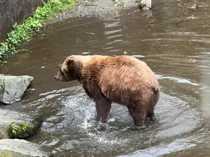 Fortress of the Bear