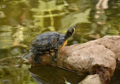 ZOO Almere Jungle