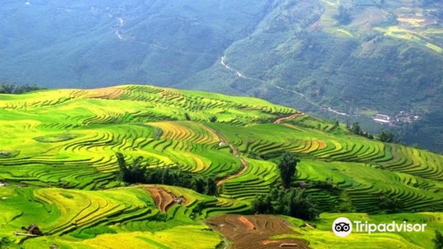 Terraced Rice Fields