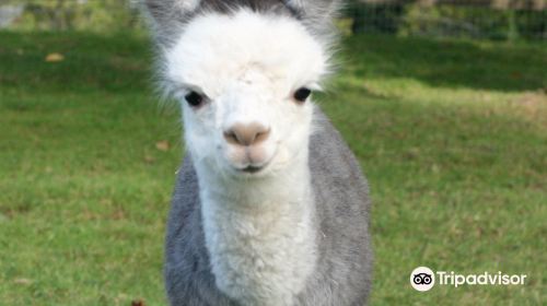 Faraway Farm Alpacas