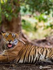 Bandhavgarh