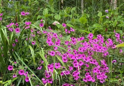 Hunting Brook Gardens