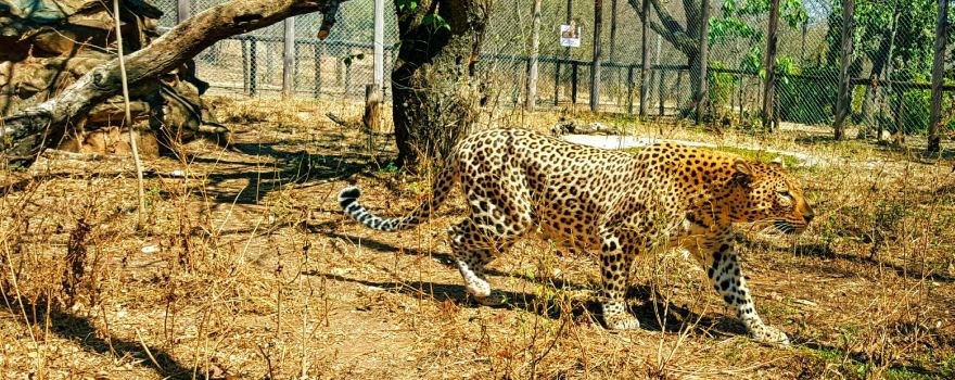 Chipangali Wildlife Orphanage