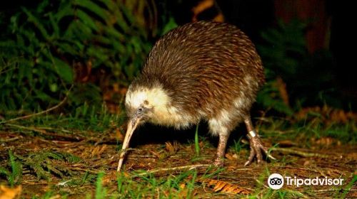 Otorohanga Kiwi House & Native Bird Park